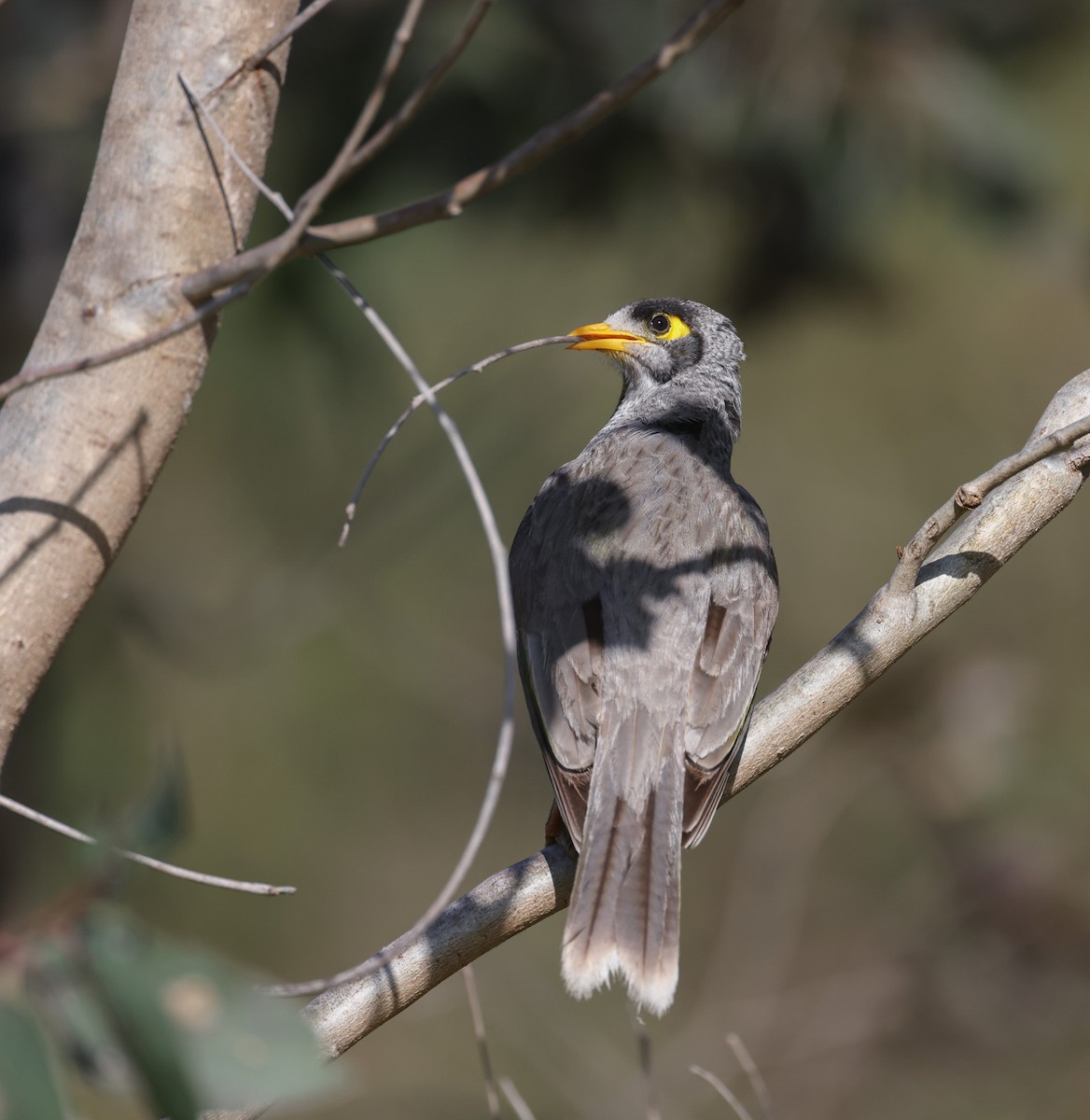 Noisy Miner - ML641375811