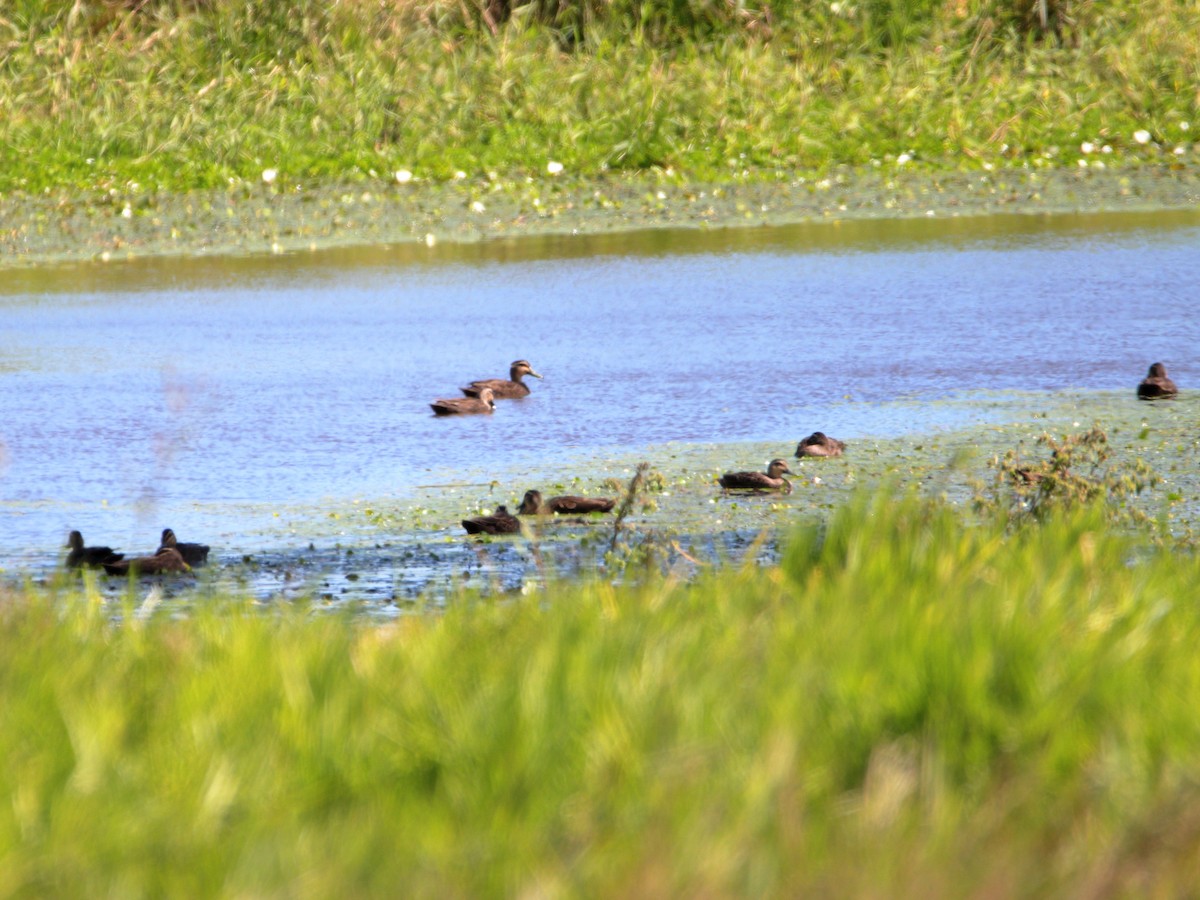 Pacific Black Duck - ML641375812
