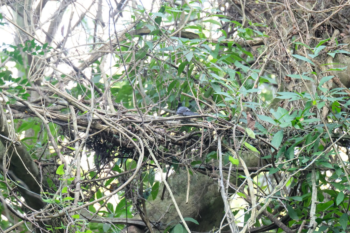 African Crested Flycatcher - ML641375814