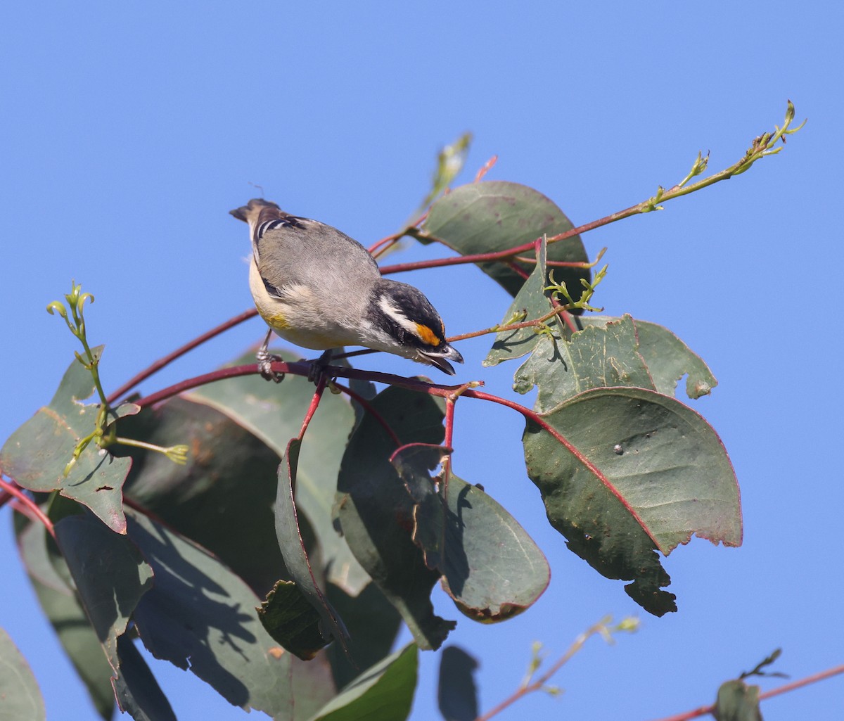 Striated Pardalote - ML641375815