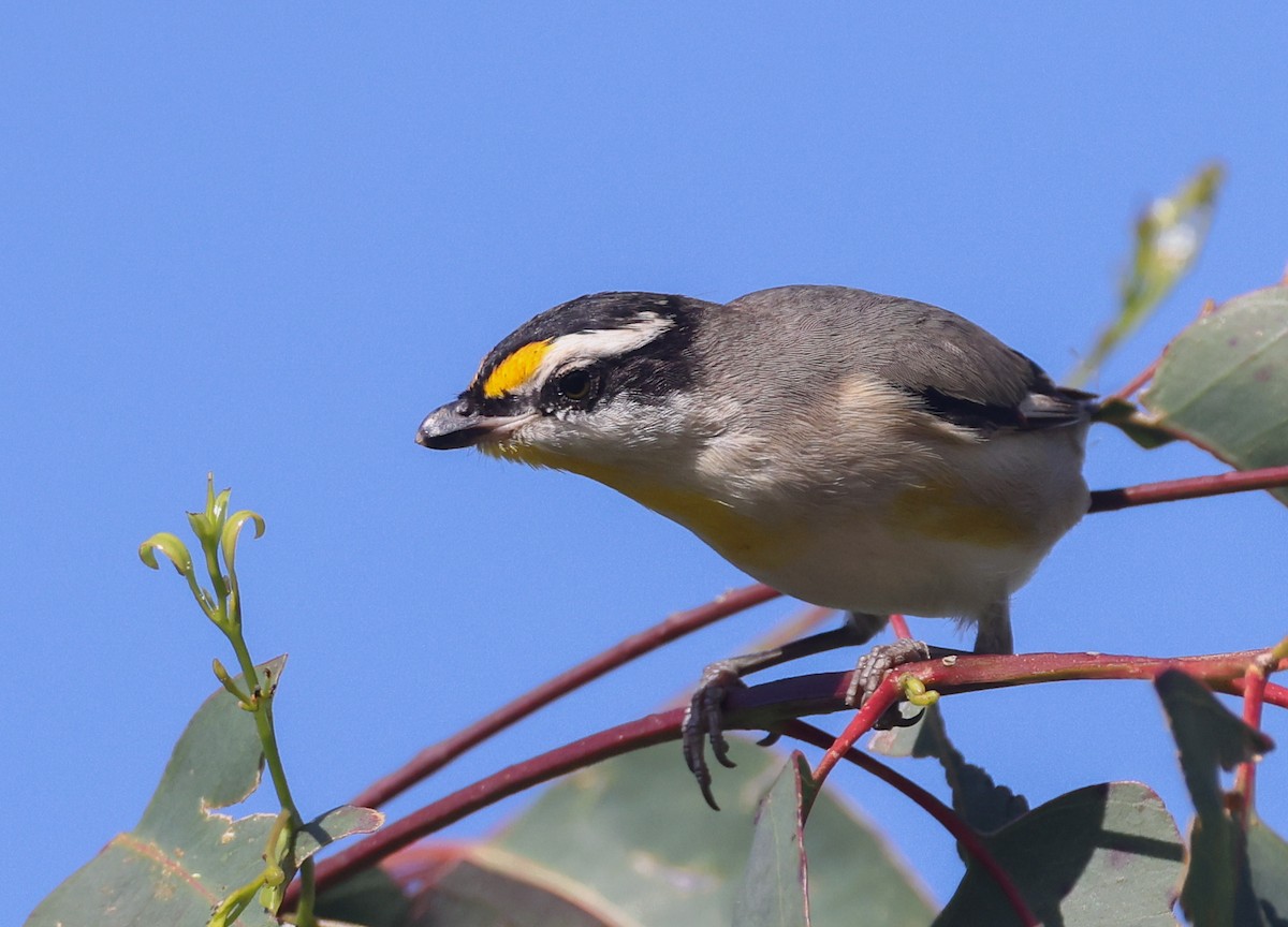 Striated Pardalote - ML641375816
