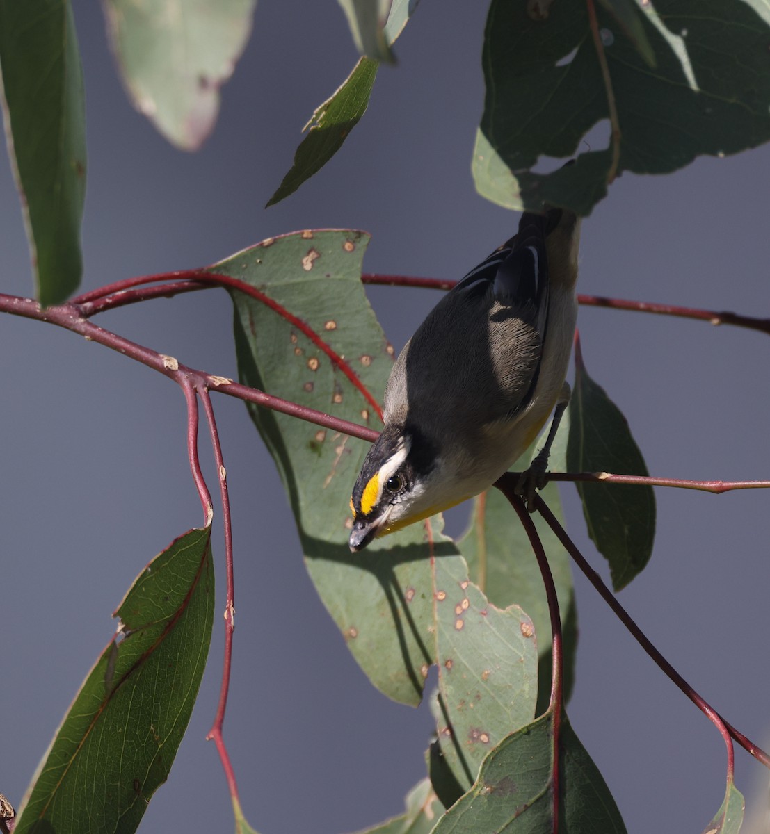 Striated Pardalote - ML641375817