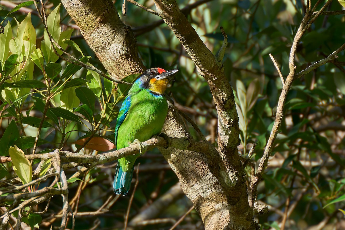 Necklaced Barbet - ML641375818