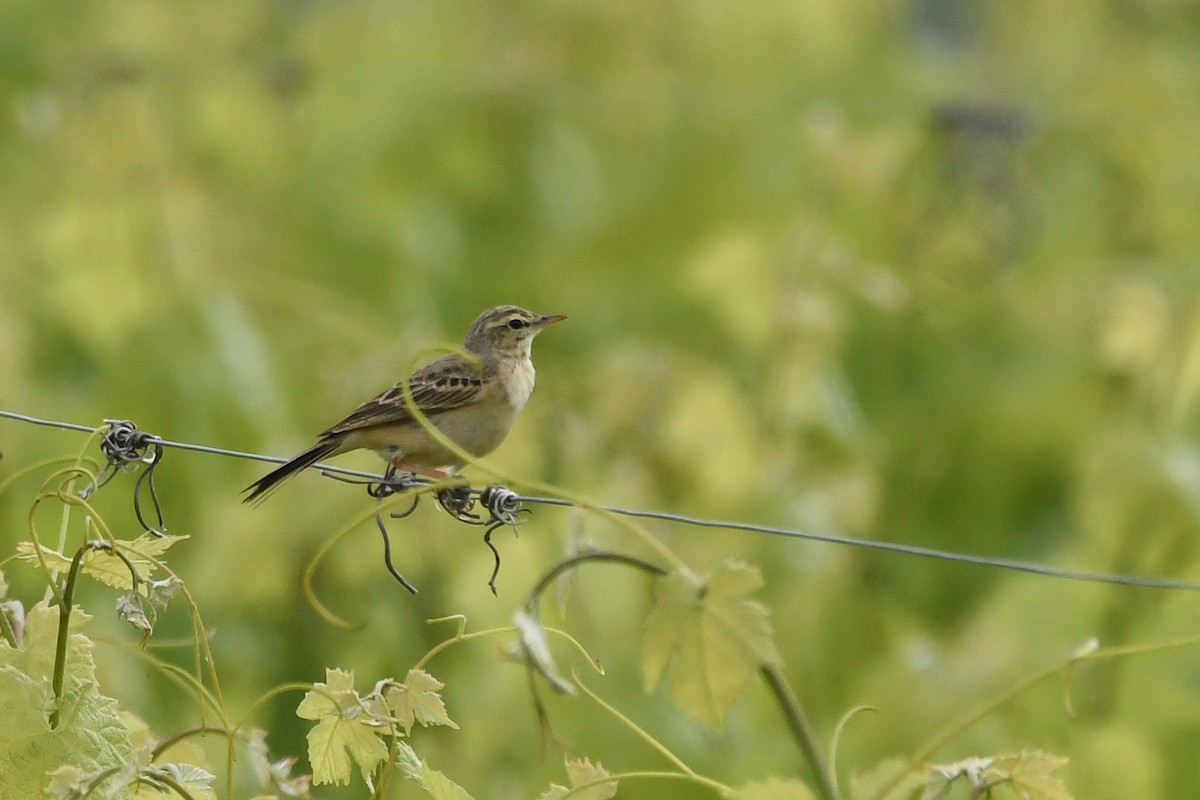Tawny Pipit - ML641375823