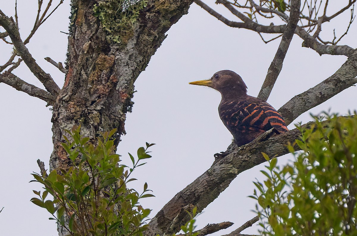 Bay Woodpecker - ML641375825