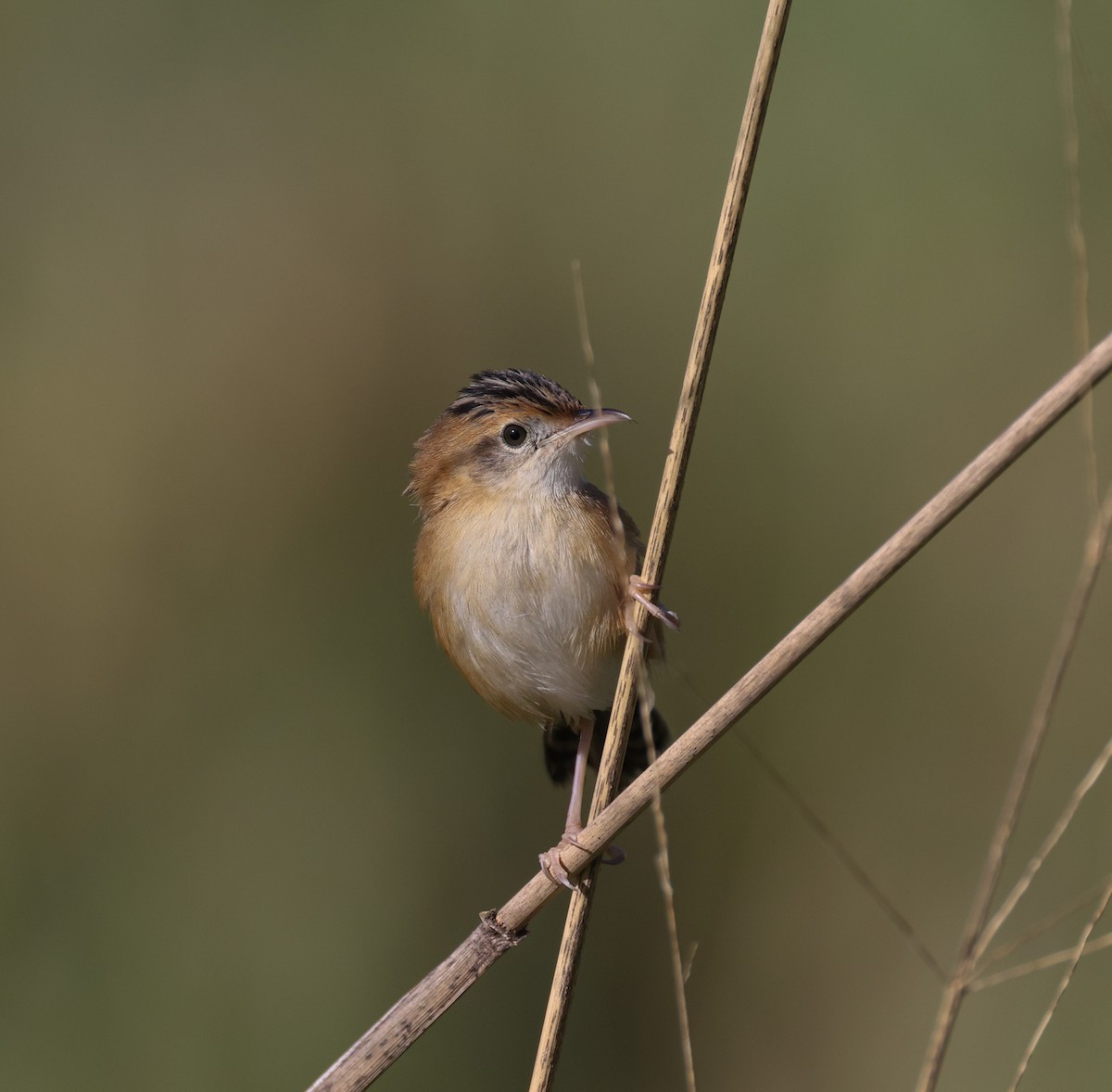 Golden-headed Cisticola - ML641375827