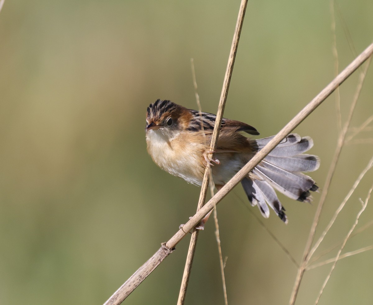 Golden-headed Cisticola - ML641375828