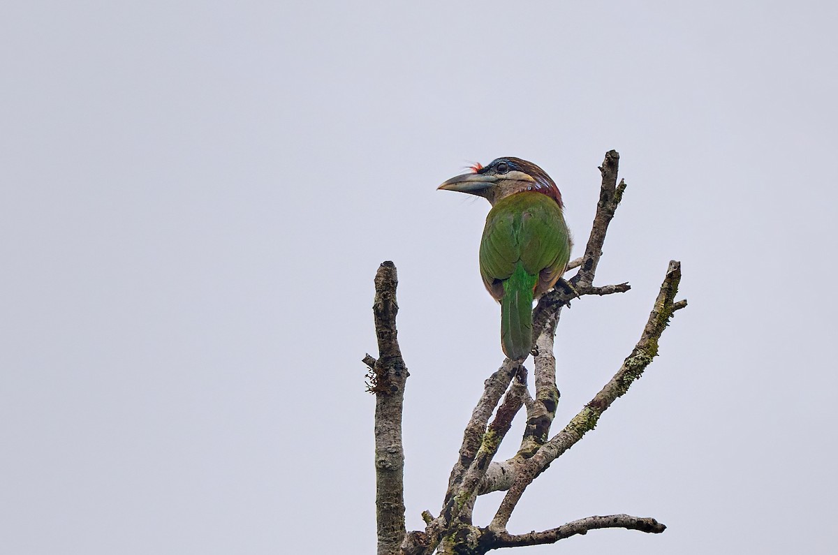 Red-vented Barbet - ML641375829