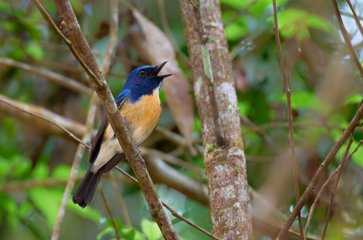 Hainan Blue Flycatcher - ML641375830