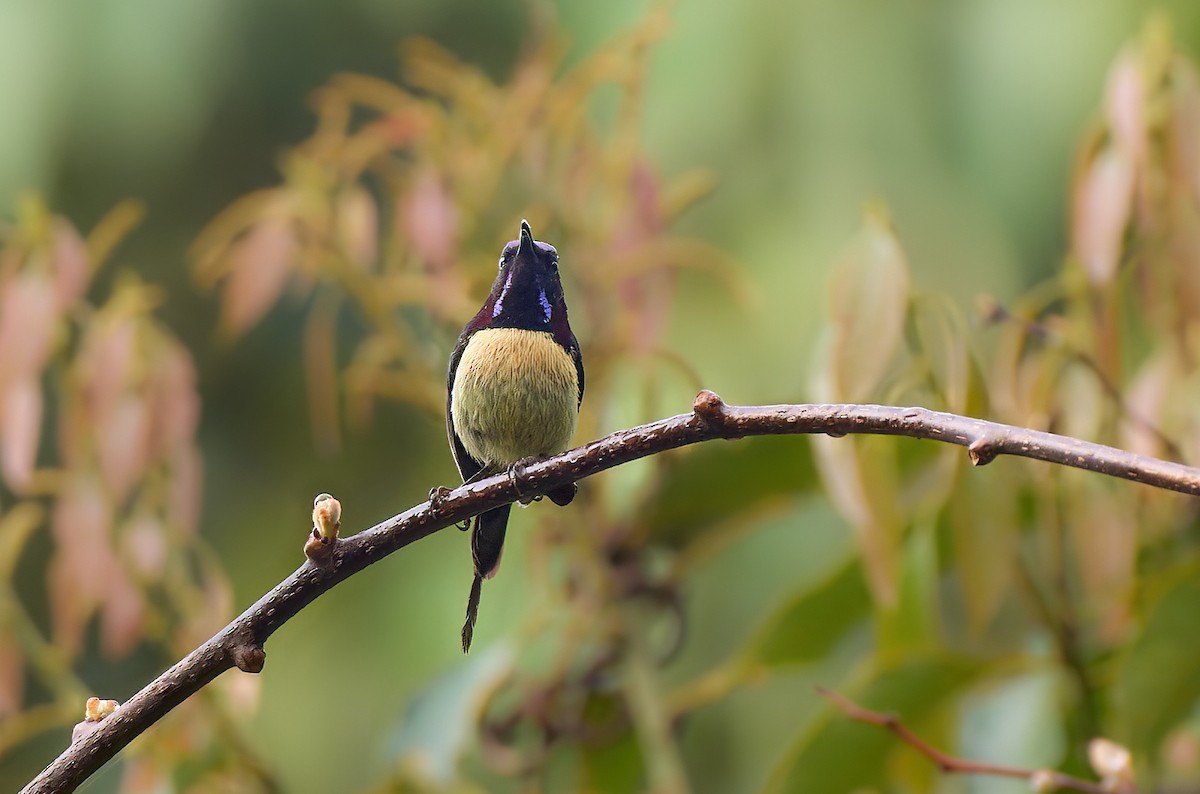 Black-throated Sunbird - ML641375835