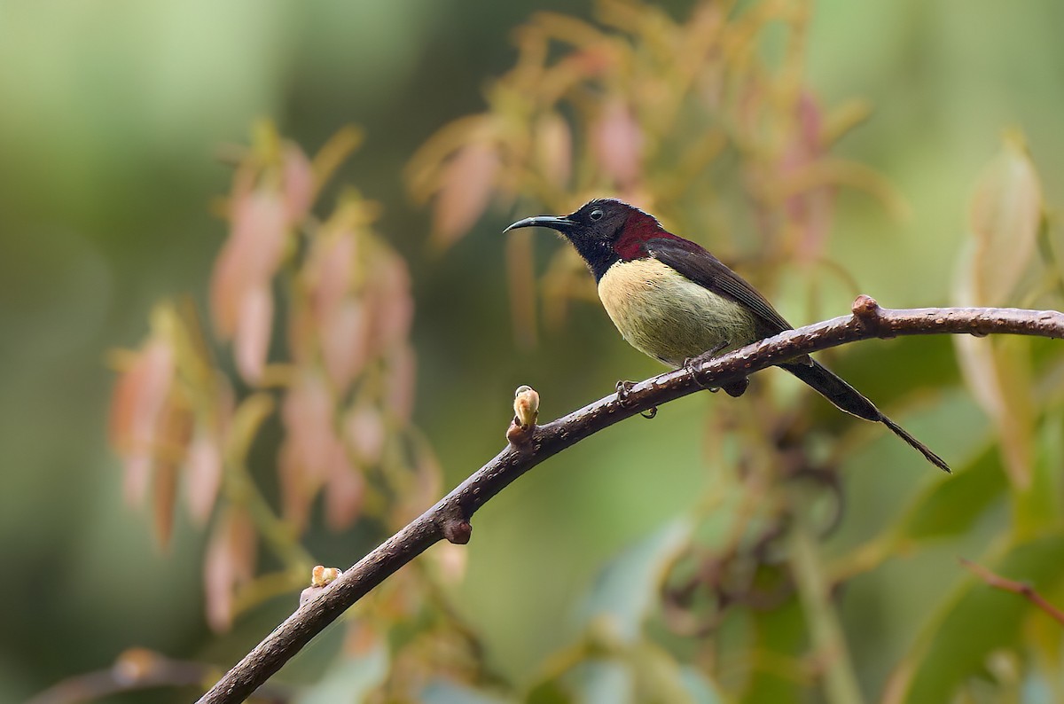 Black-throated Sunbird - ML641375836