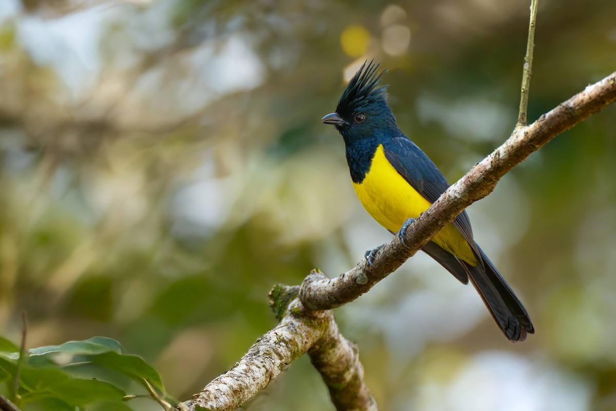 Sultan Tit (Black-crested) - ML641375850