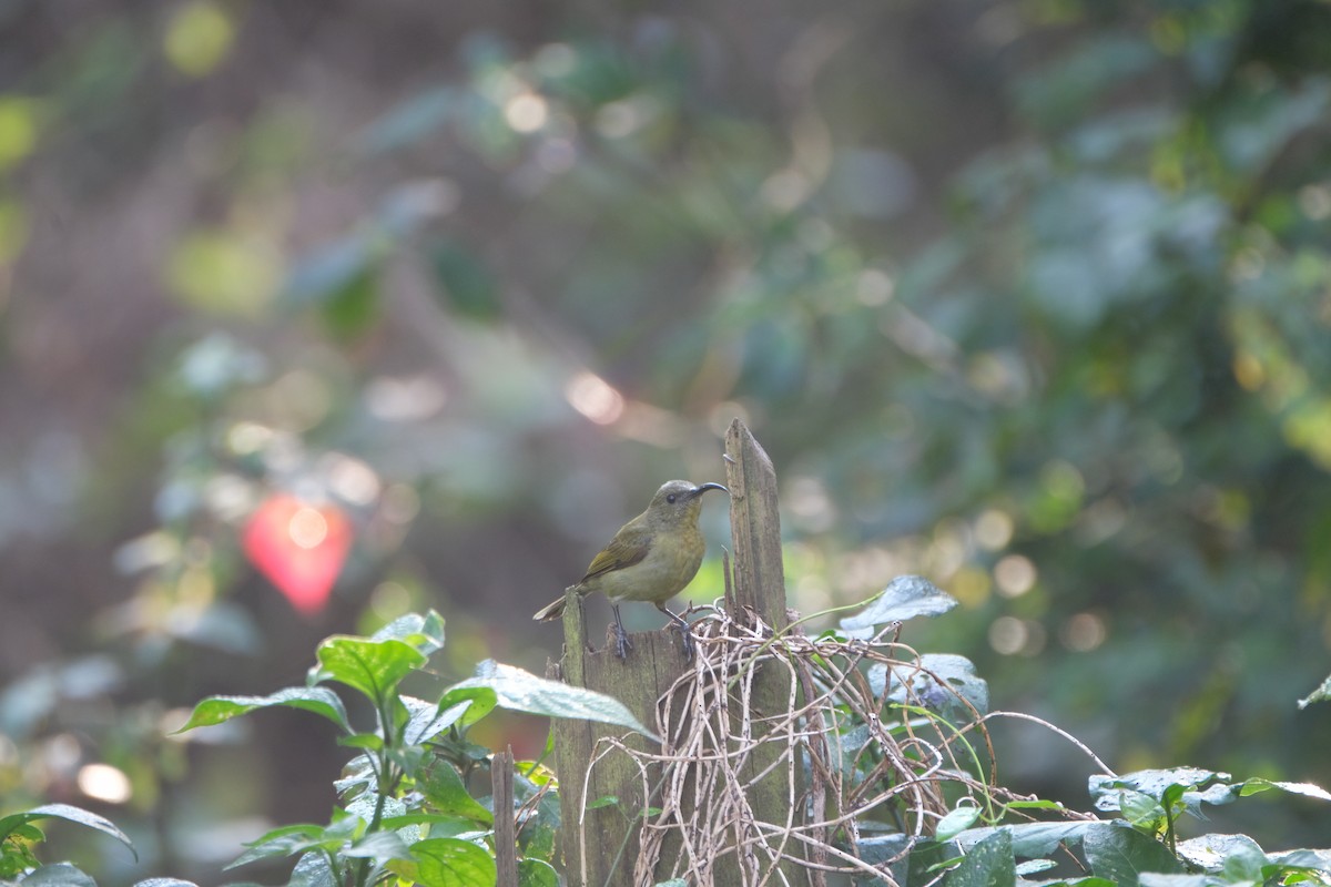 Olive Sunbird - ML641375851