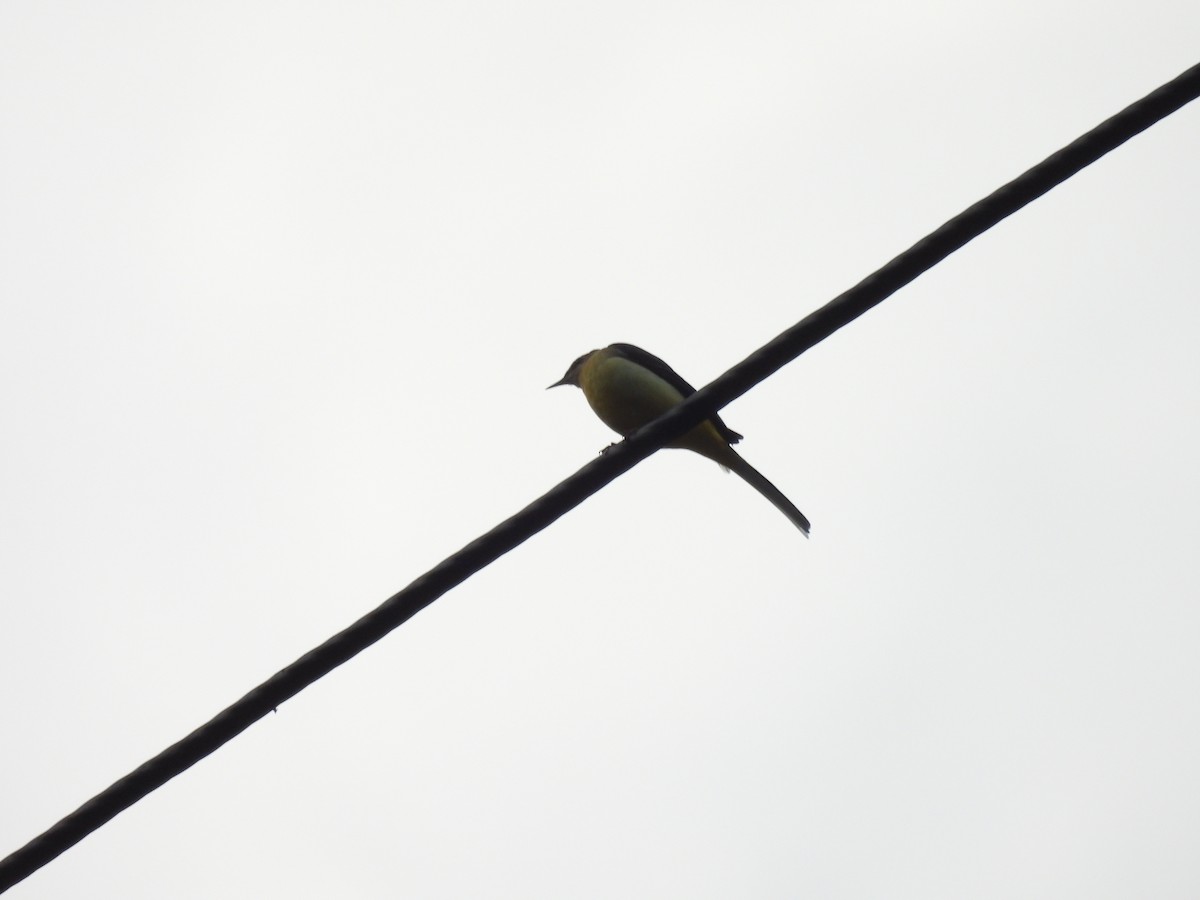 Gray Wagtail - ML641375852