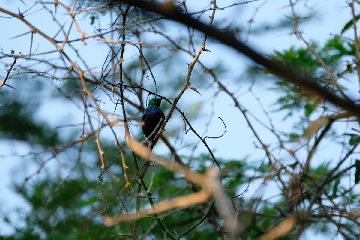 Purple-banded Sunbird - ML641375860