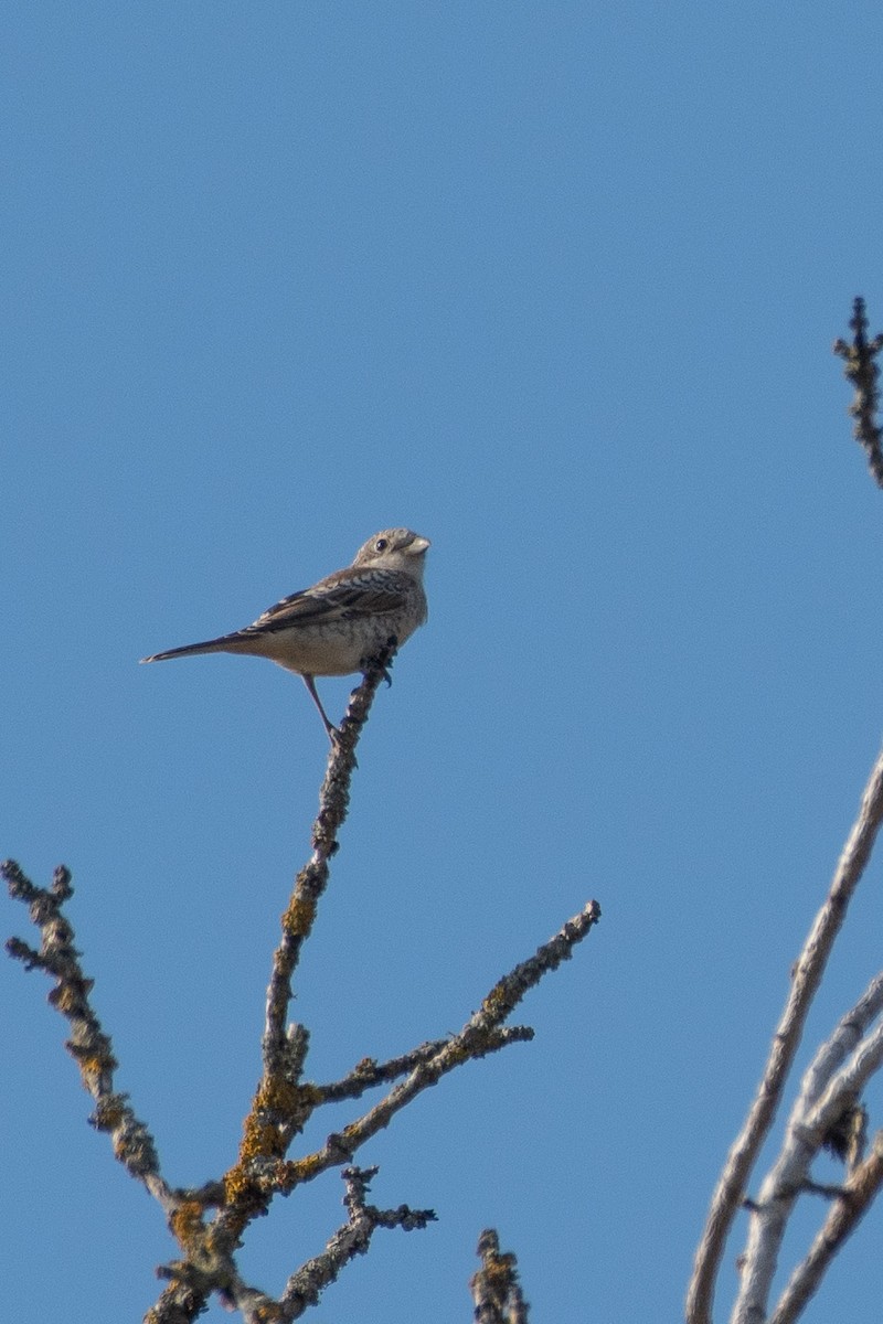 Woodchat Shrike - ML641375872