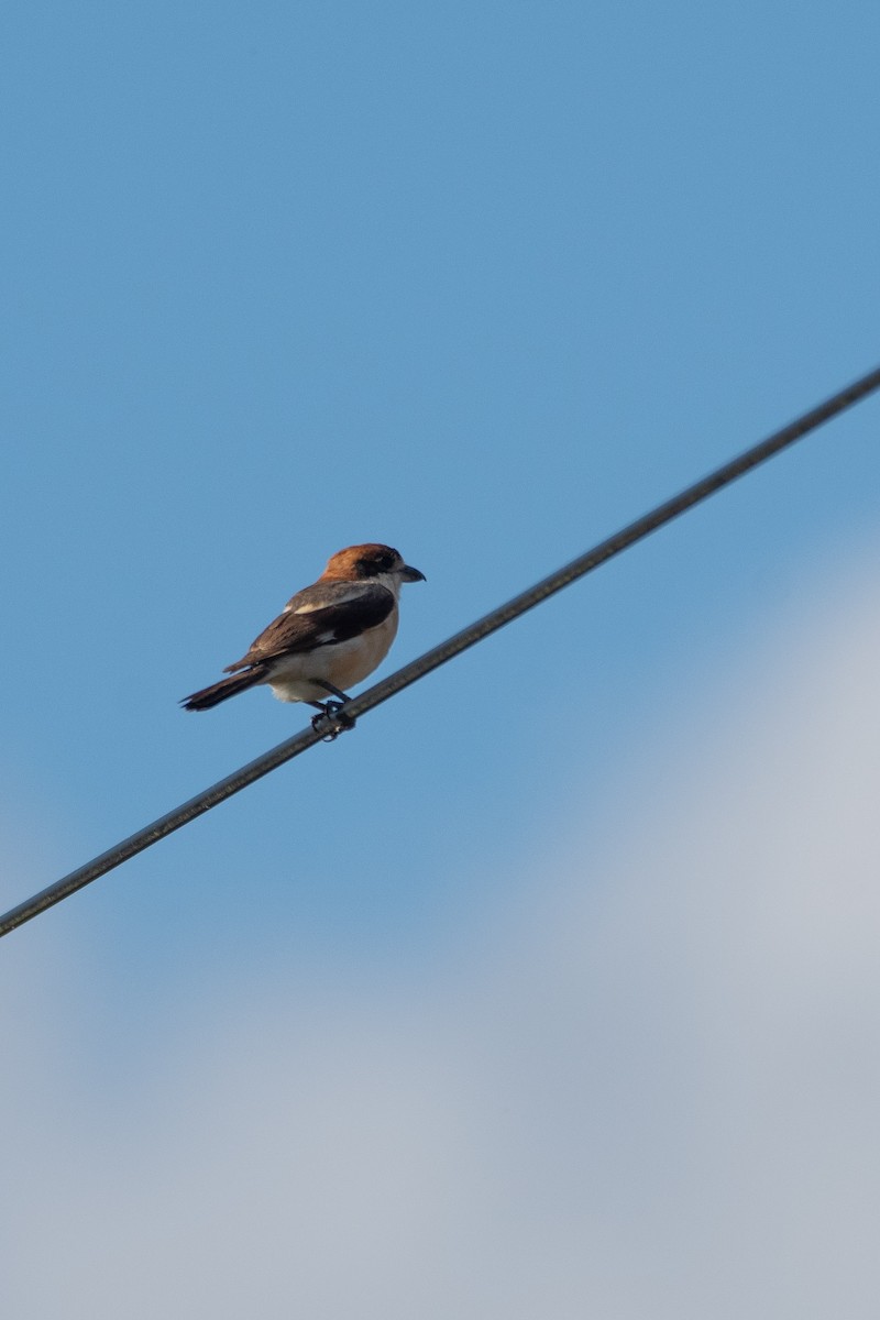 Woodchat Shrike - ML641375873