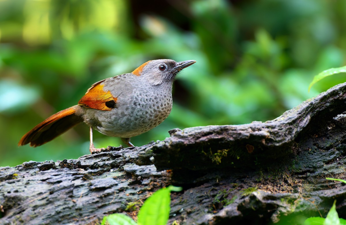 Golden-winged Laughingthrush - ML641375880