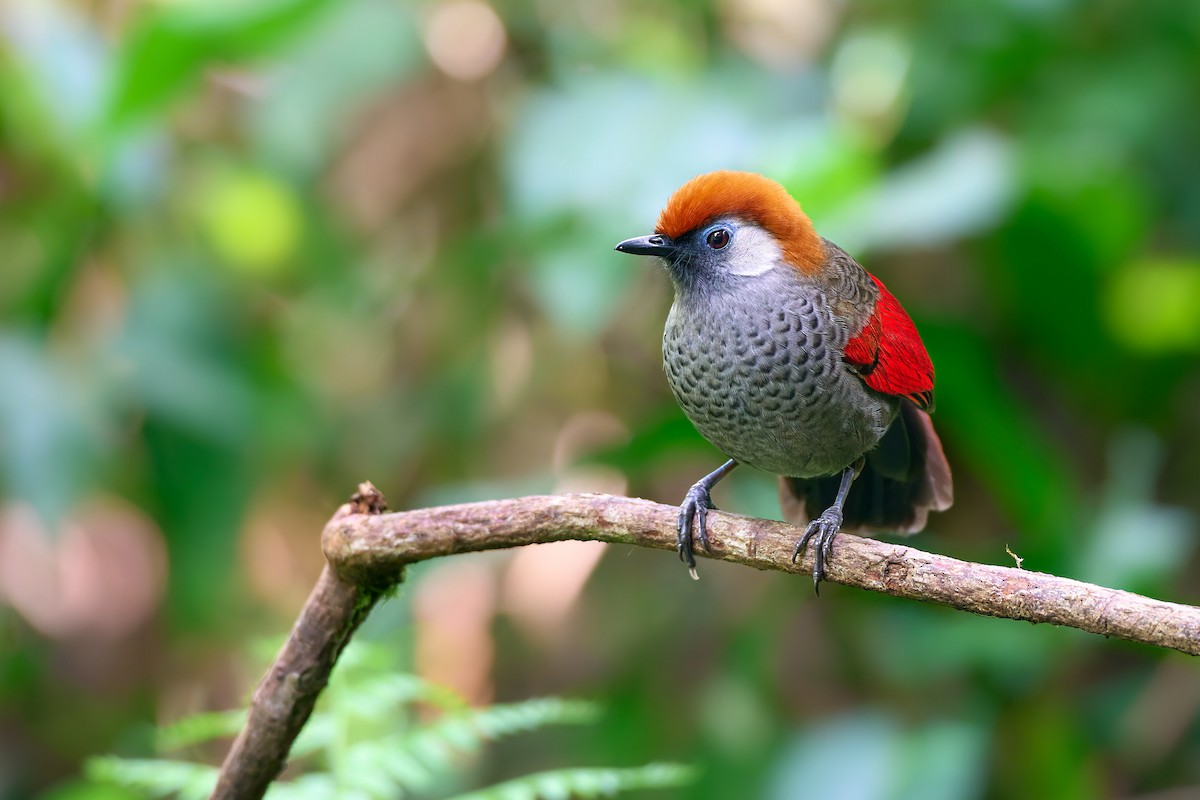 Red-tailed Laughingthrush - ML641375884