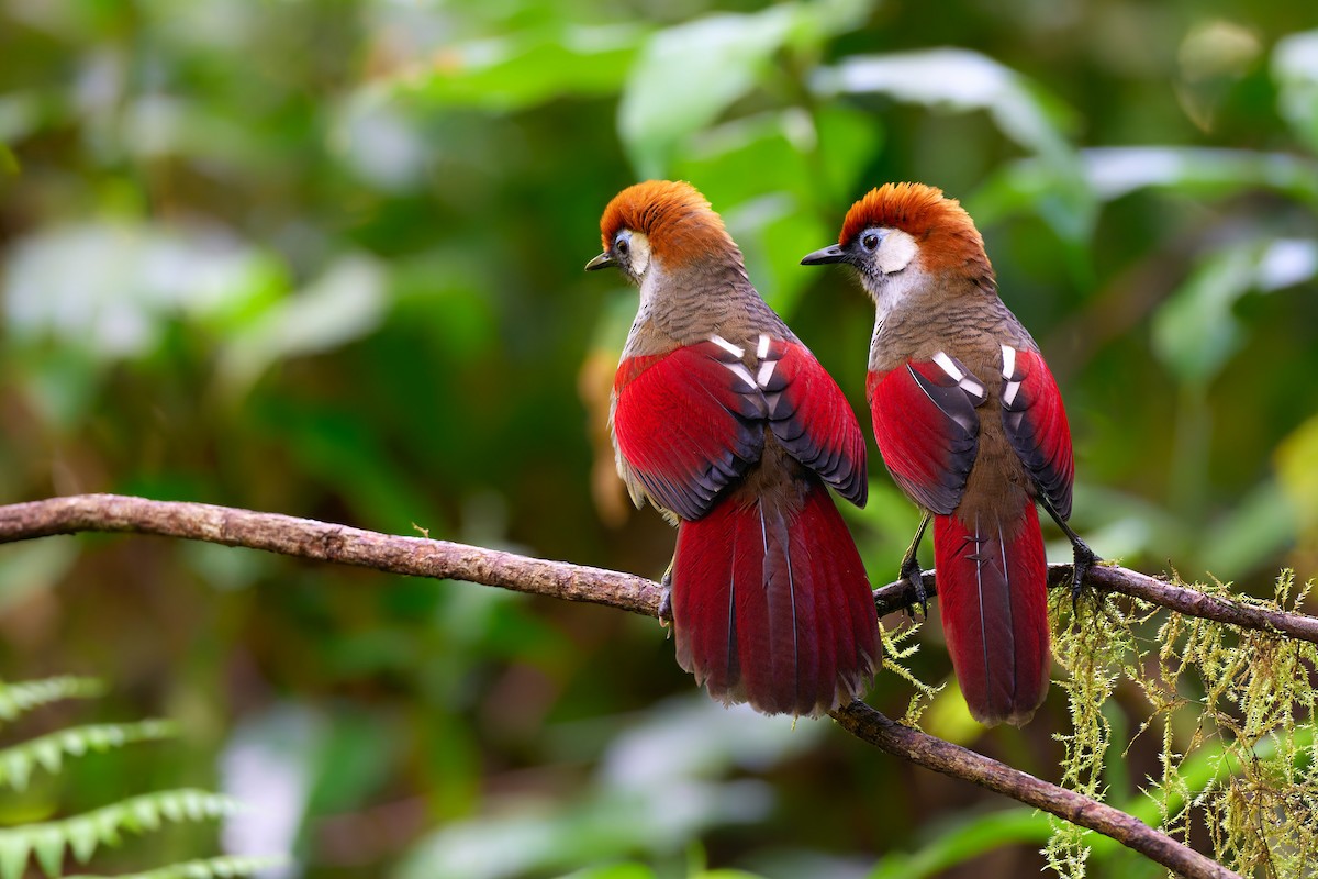 Red-tailed Laughingthrush - ML641375885