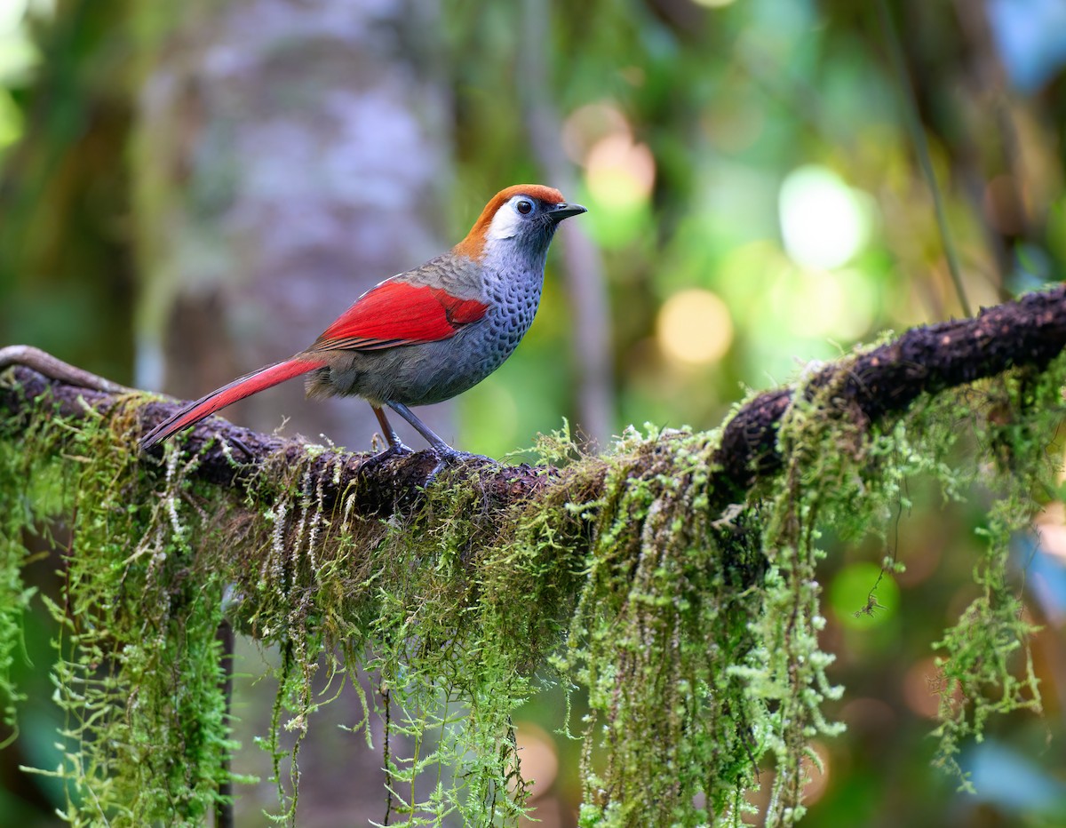 Red-tailed Laughingthrush - ML641375886