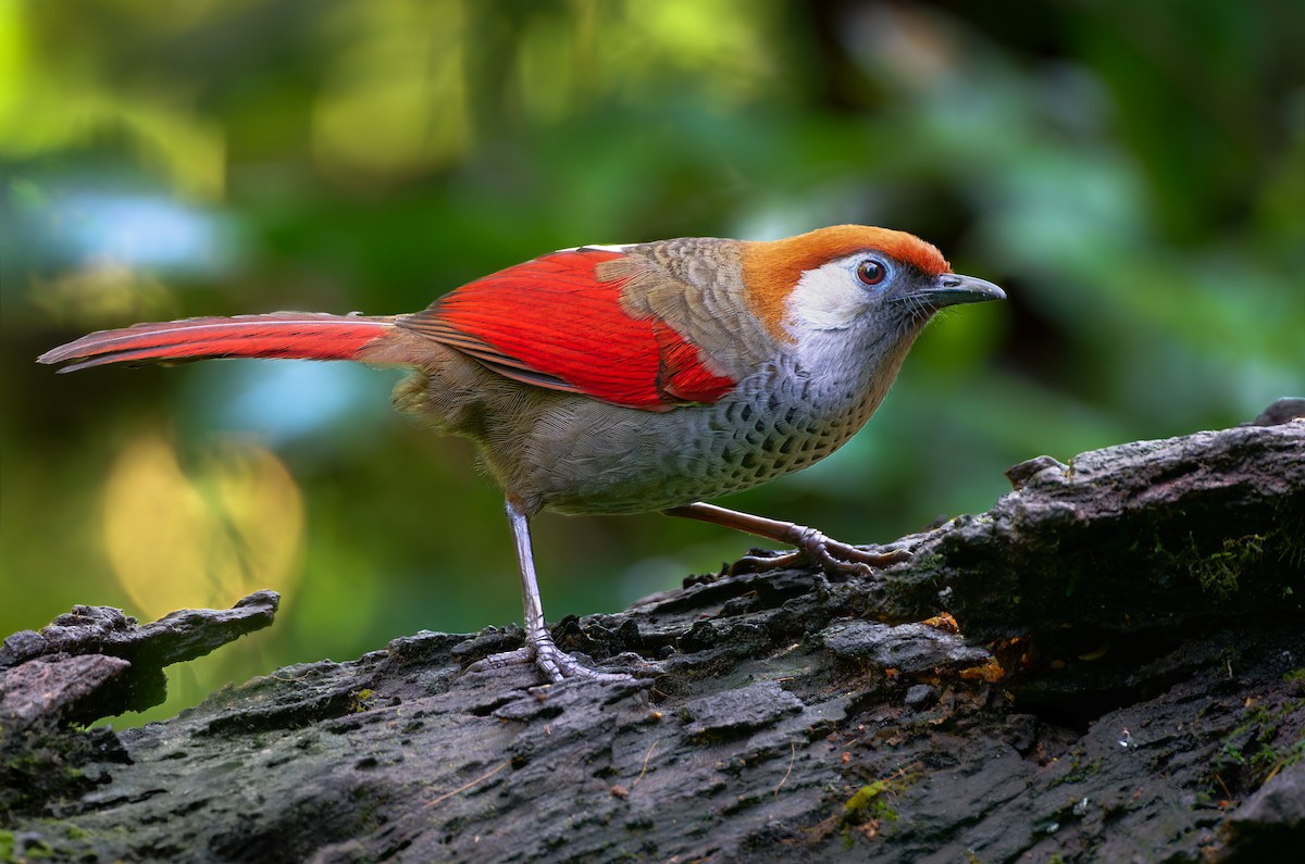Red-tailed Laughingthrush - ML641375887