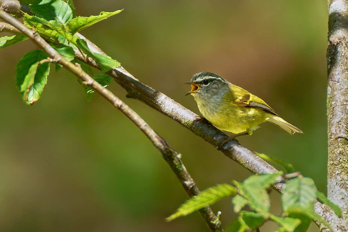 Ashy-throated Warbler - ML641375904