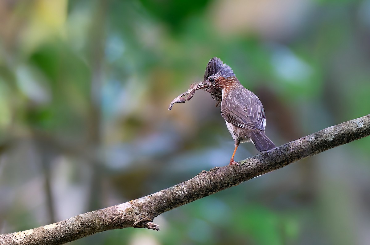 Indochinese Yuhina - ML641375931