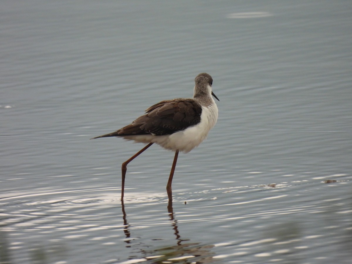 Black-winged Stilt - ML641375948
