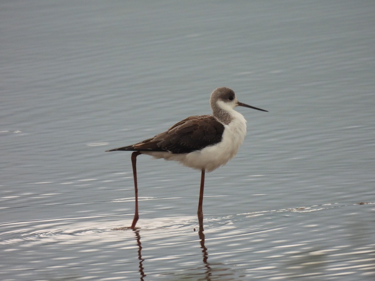 Black-winged Stilt - ML641375950