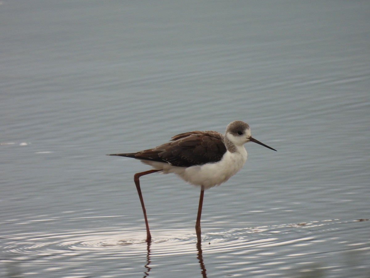 Black-winged Stilt - ML641375951
