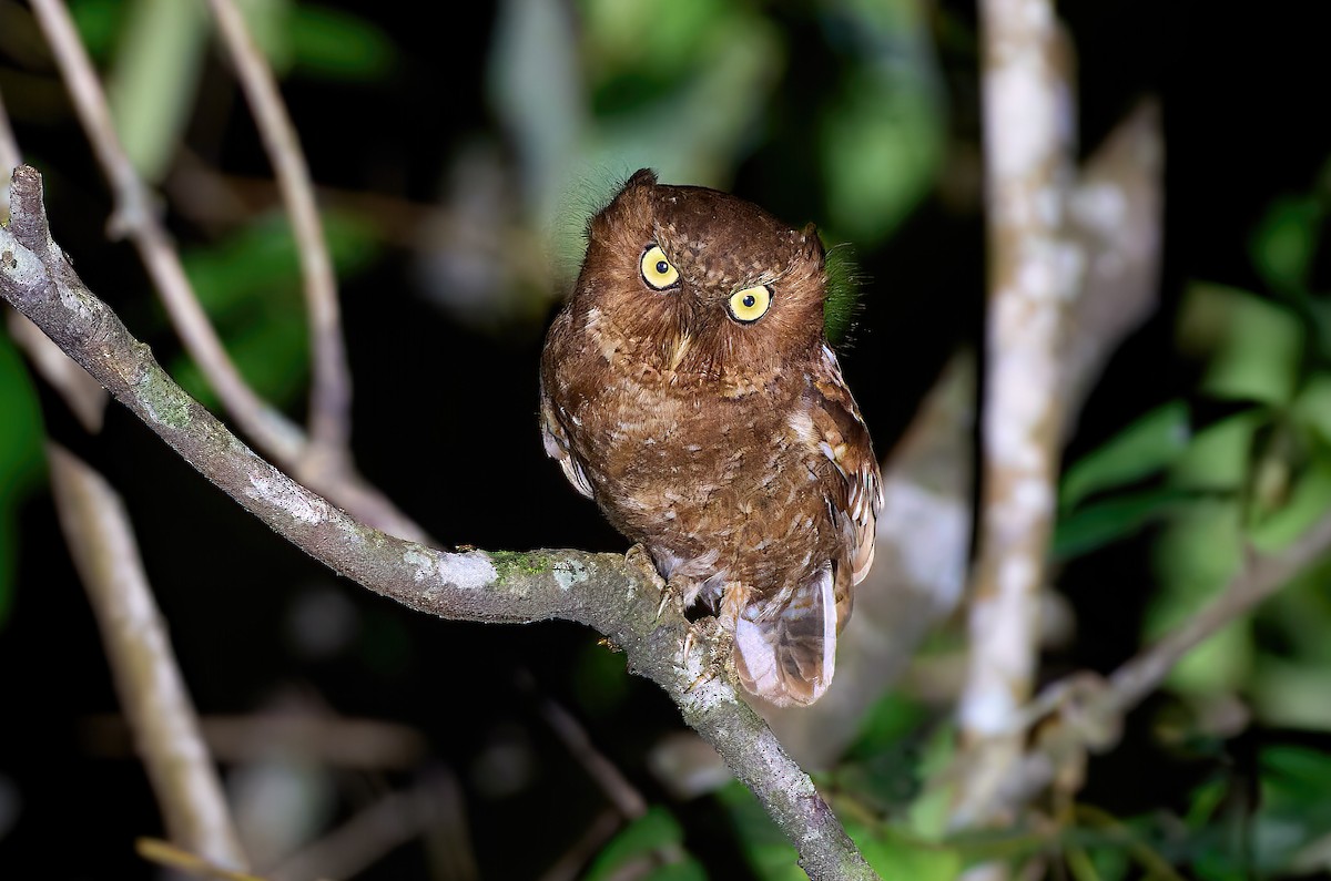 Mountain Scops-Owl - ML641375955
