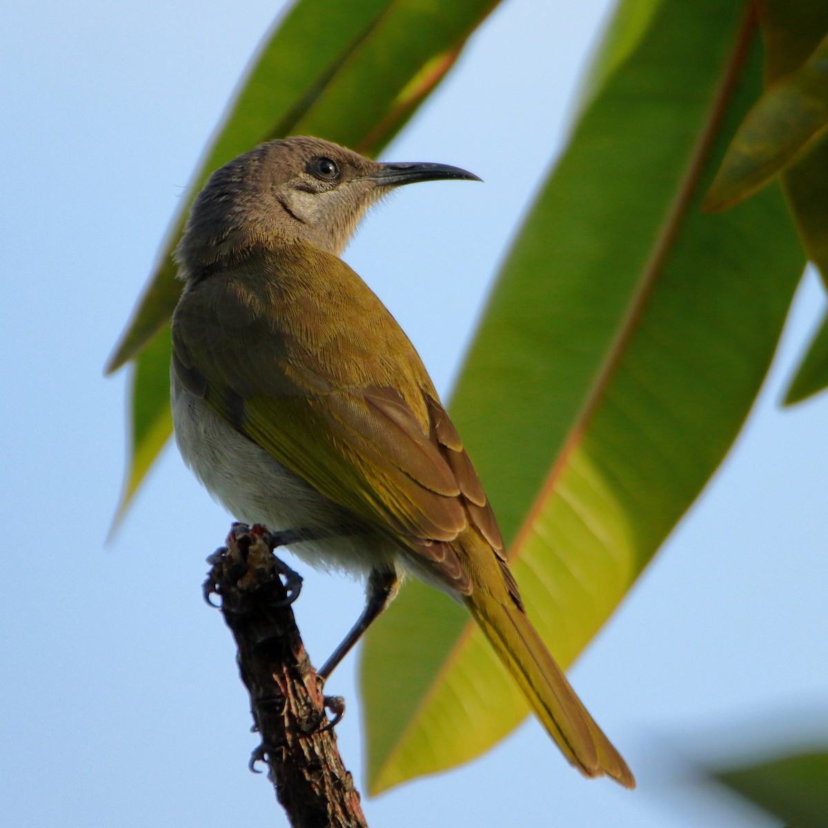 Dark-brown Honeyeater - ML641375970
