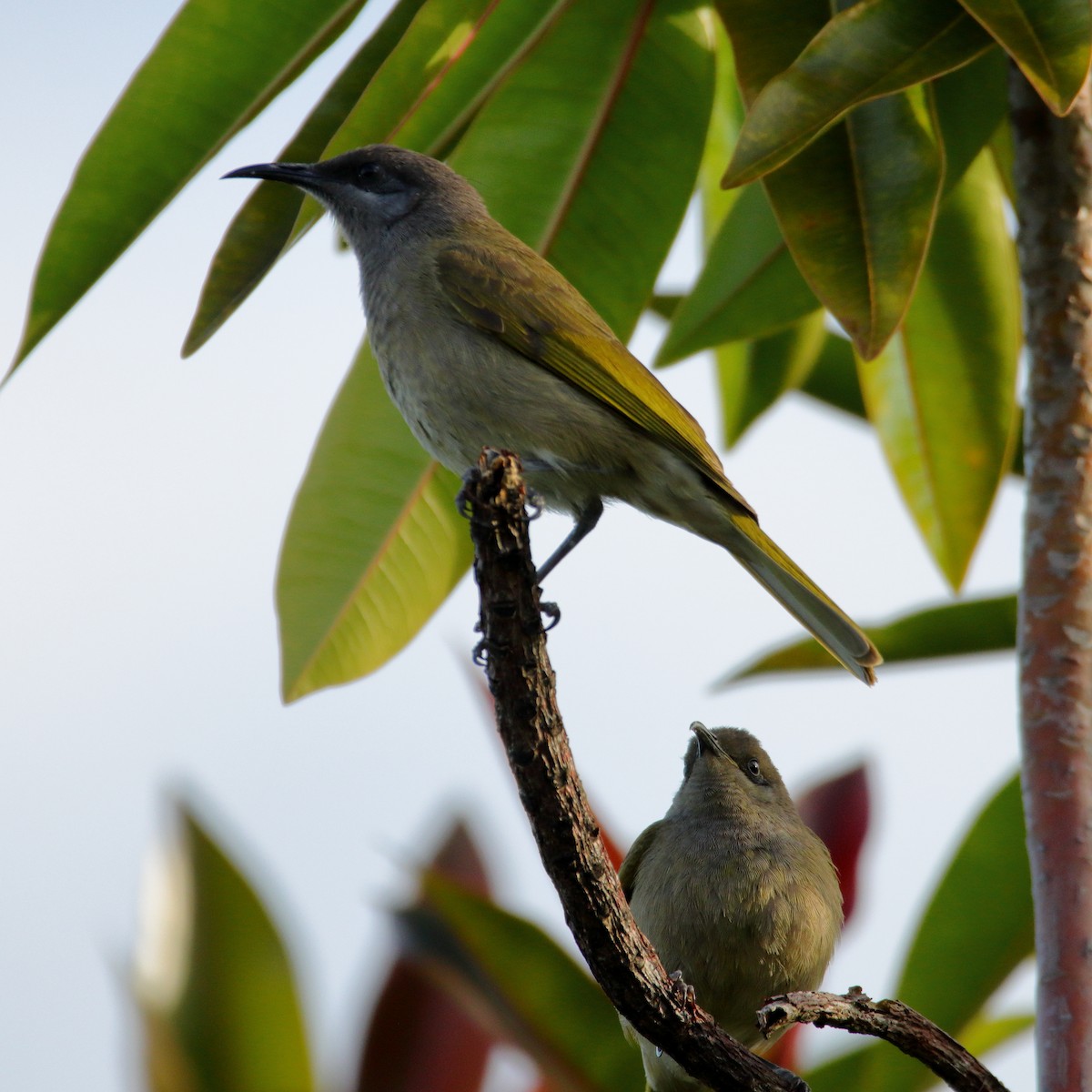 Dark-brown Honeyeater - ML641375971