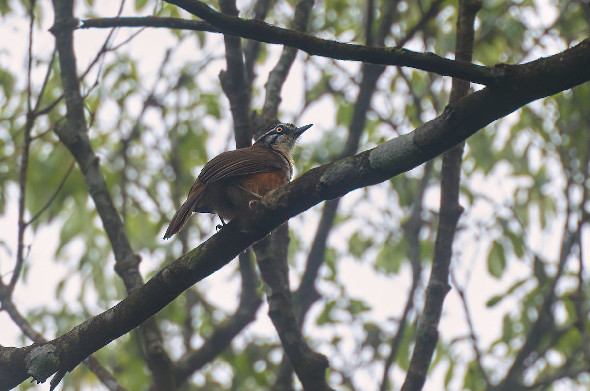 Lesser Necklaced Laughingthrush - ML641375990