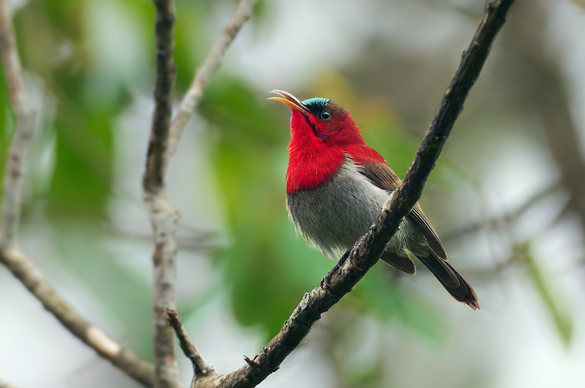 Karmesinnektarvogel [seheriae-Gruppe] - ML641375996