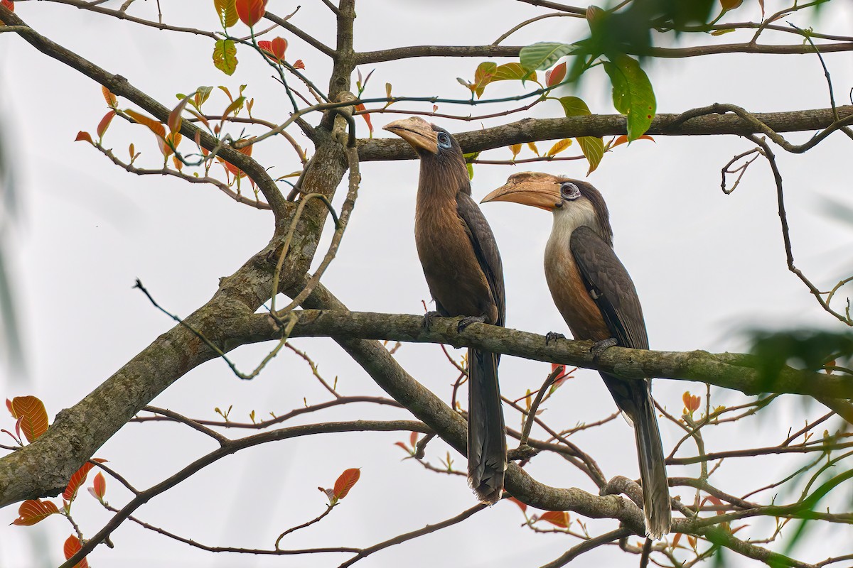 Brown Hornbill - ML641376011