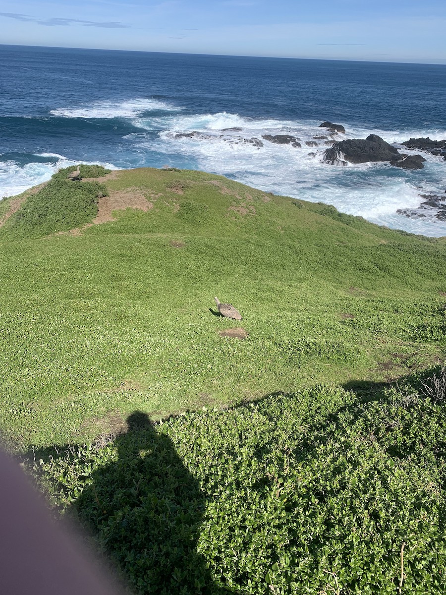 Cape Barren Goose - ML641376031