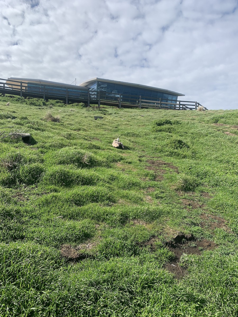 Cape Barren Goose - ML641376032