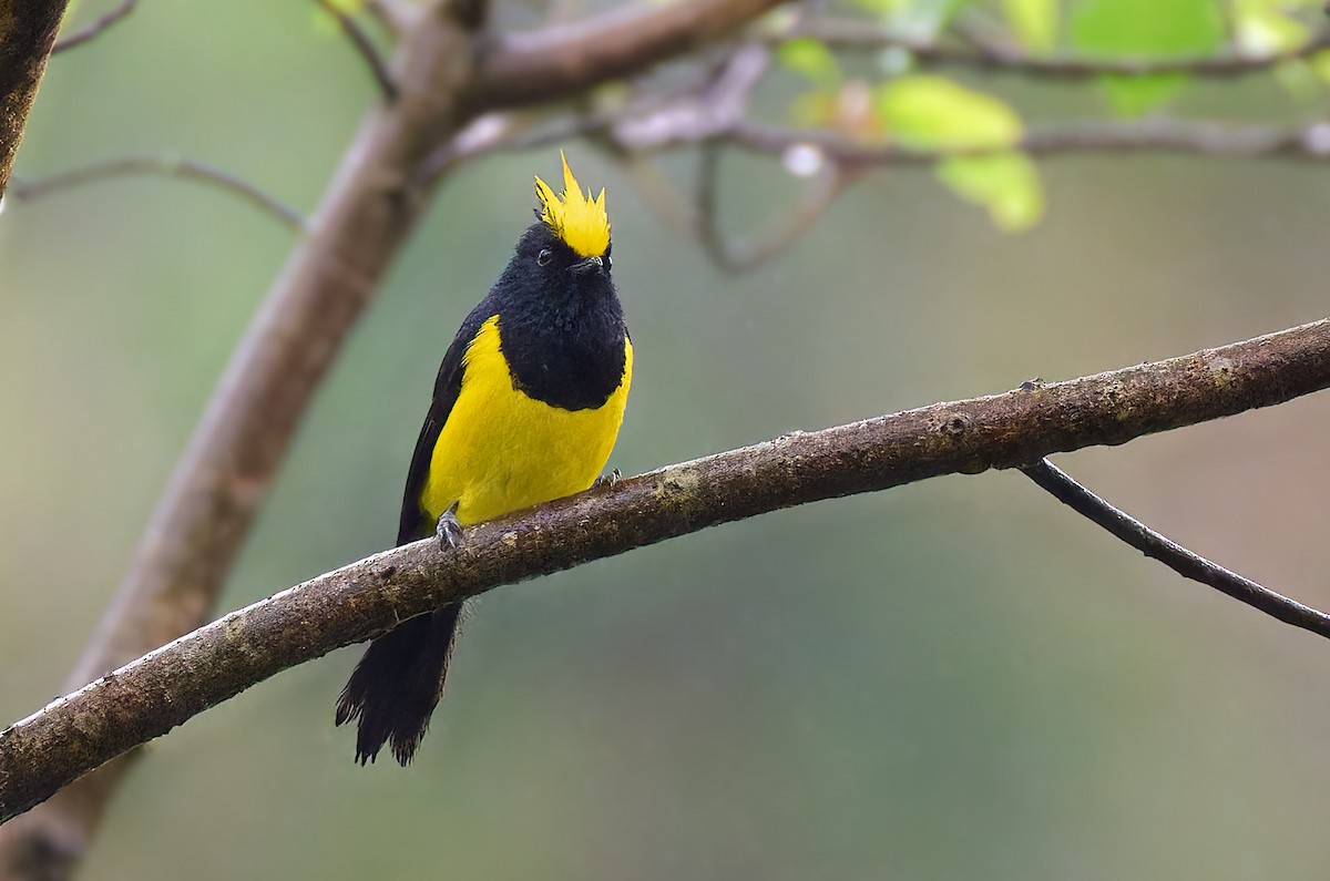 Sultan Tit (Yellow-crested) - ML641376034