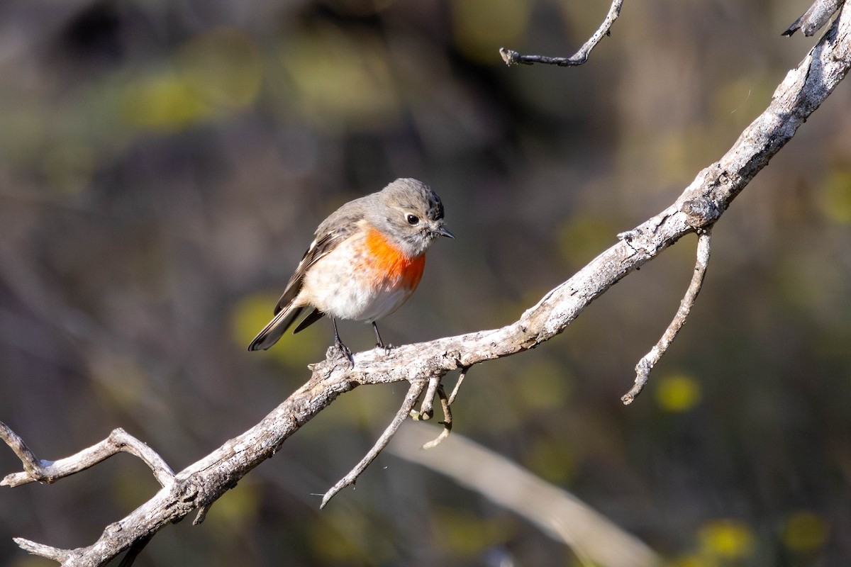 Scarlet Robin - ML641376042