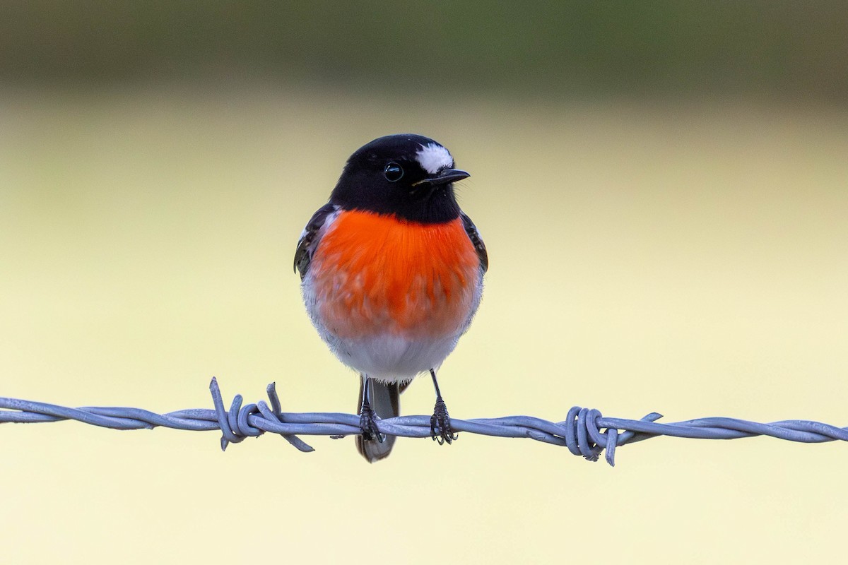 Scarlet Robin - ML641376044