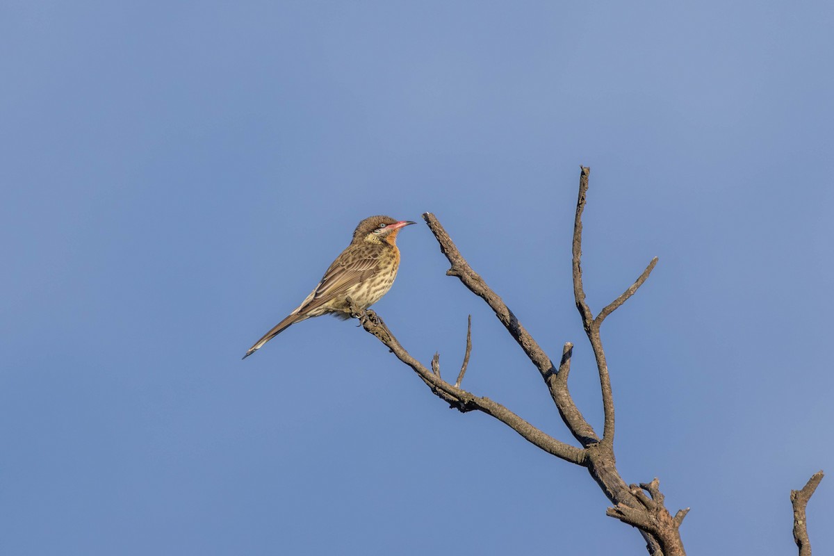 Spiny-cheeked Honeyeater - ML641376056
