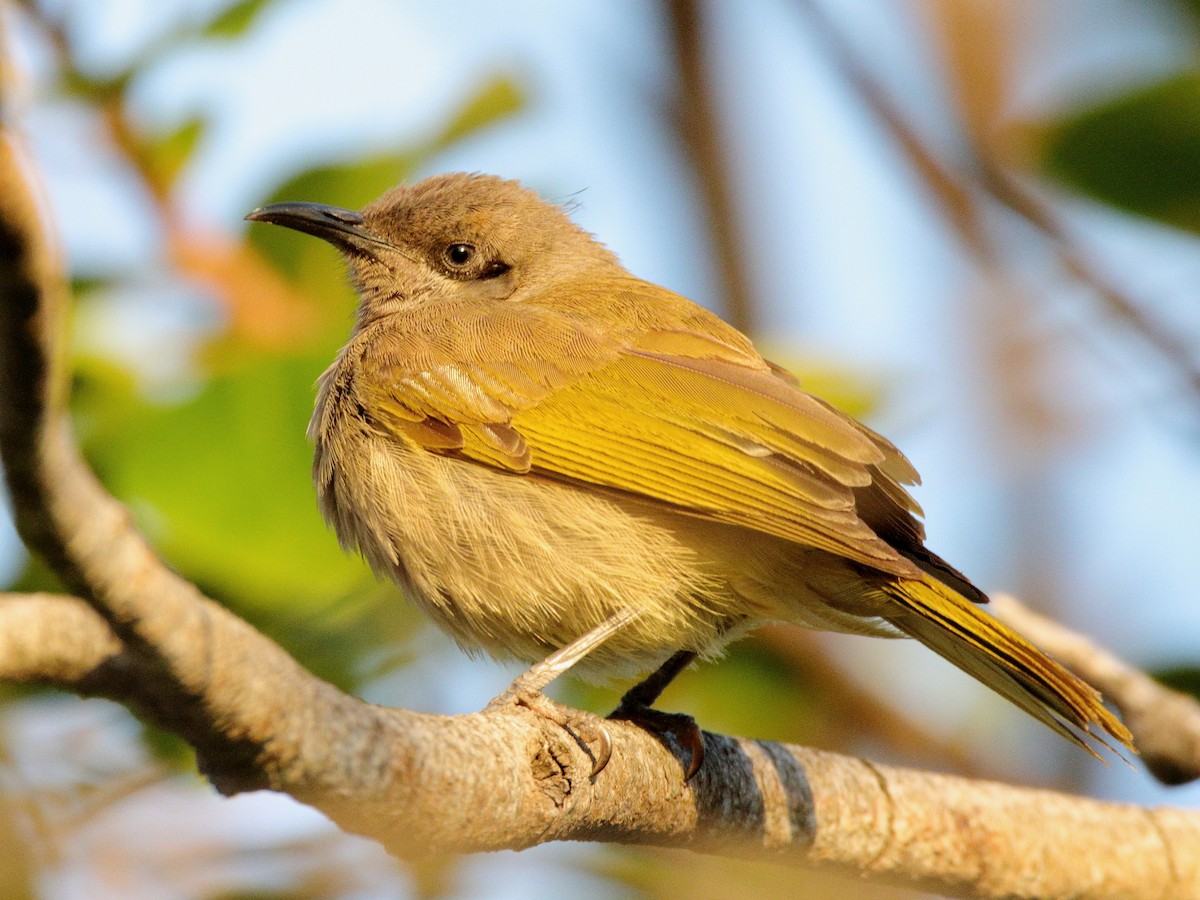 Dark-brown Honeyeater - ML641376061