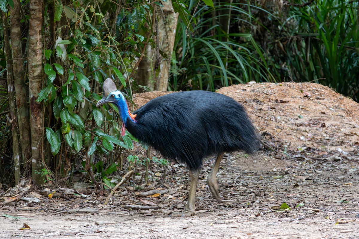 Southern Cassowary - ML641376071