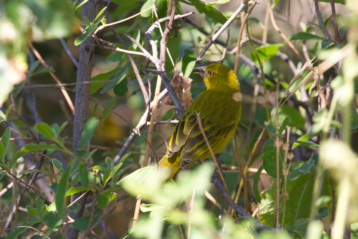 Holub's Golden-Weaver - ML641376080