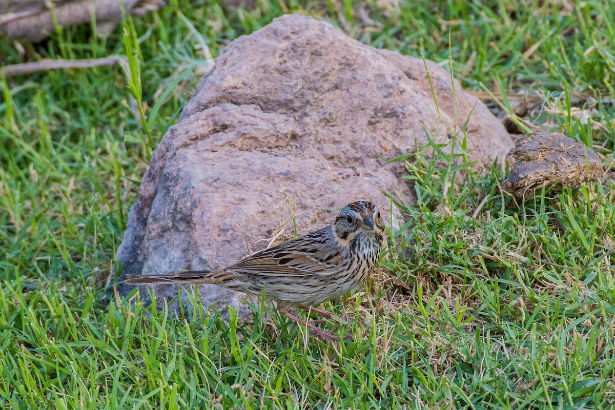 Lincoln's Sparrow - ML641376092