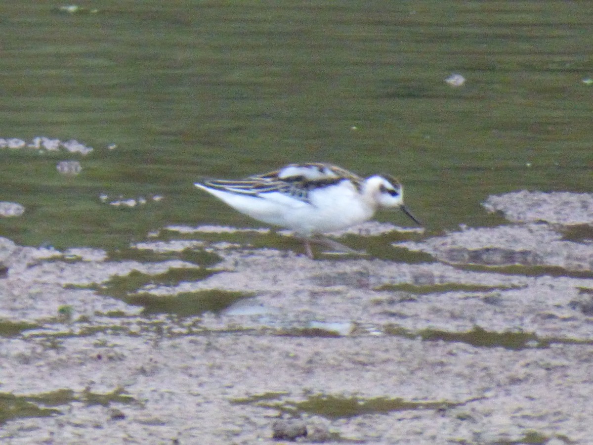 Red Phalarope - ML641376094