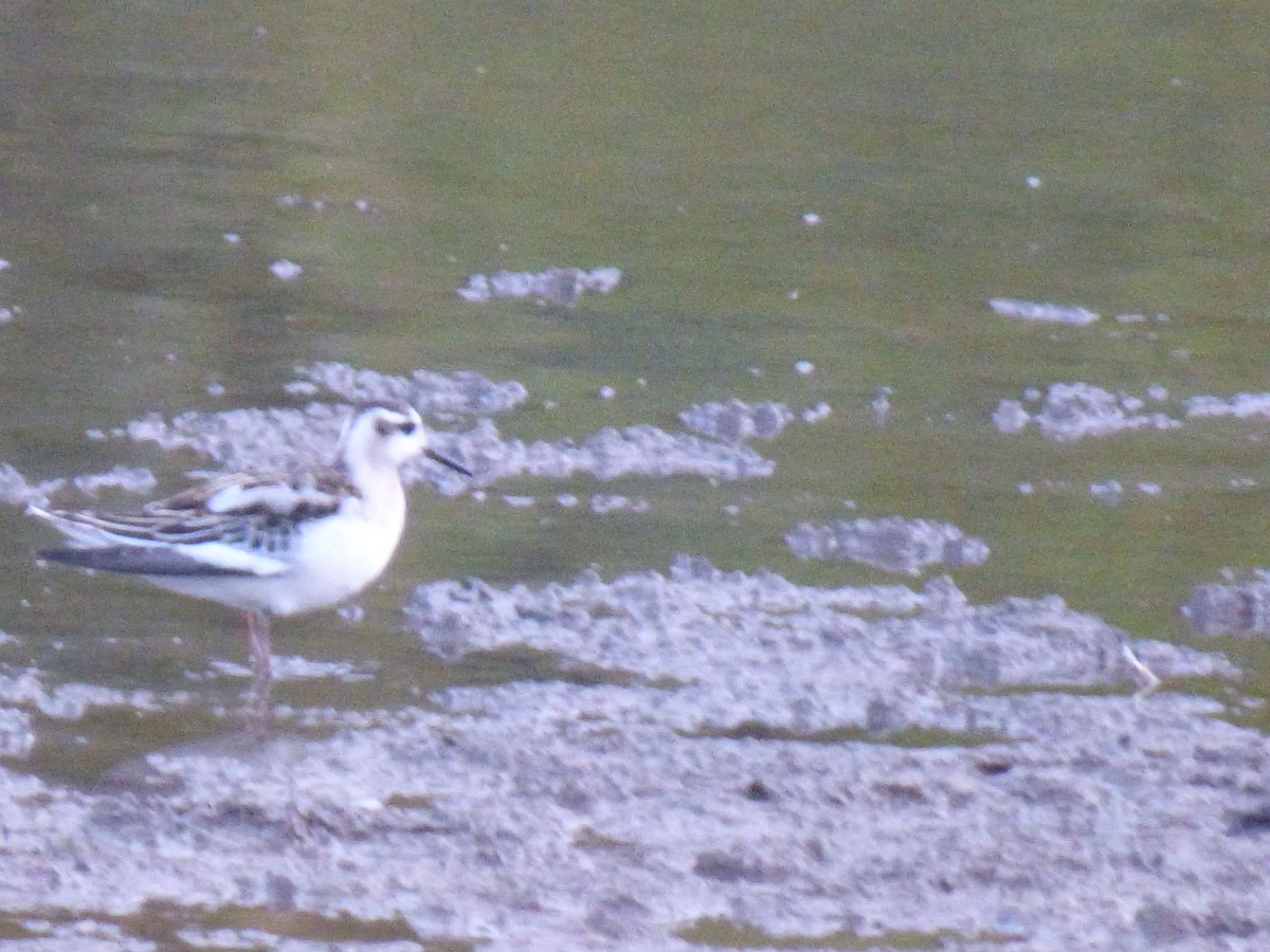 Red Phalarope - ML641376097