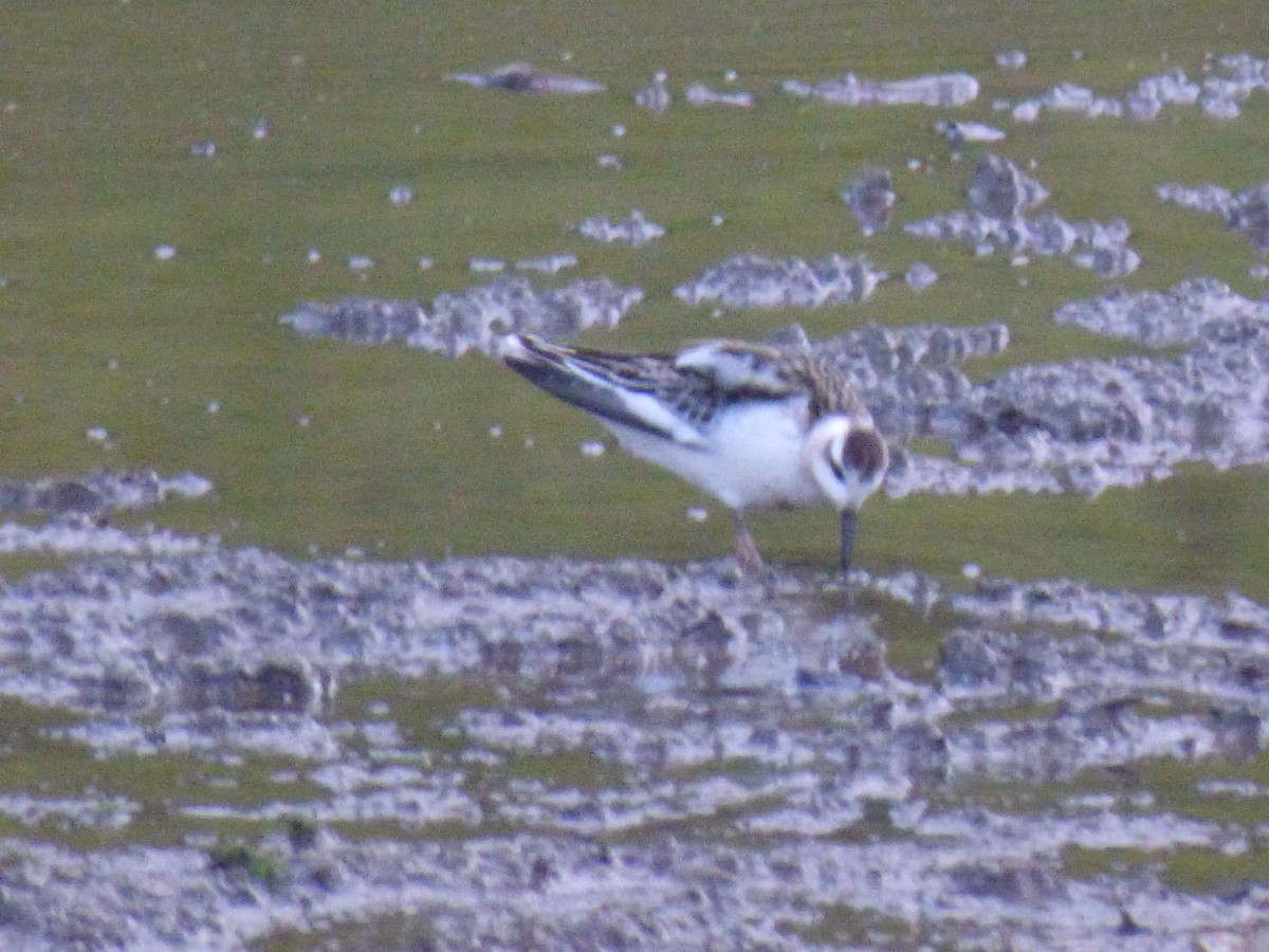 Red Phalarope - ML641376098